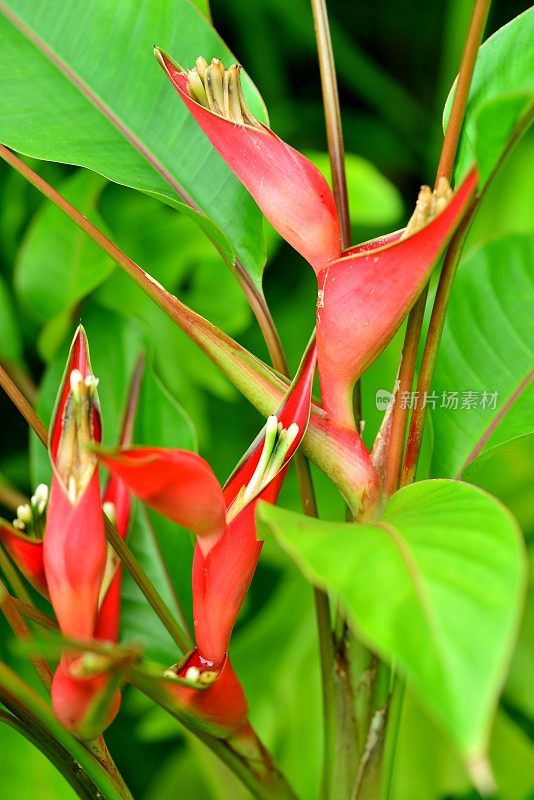 Heliconia /龙虾爪/巨嘴鸟峰